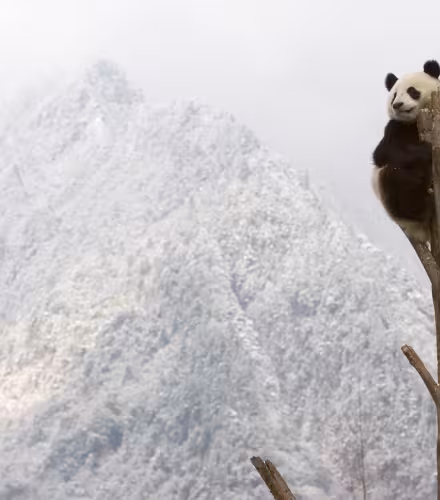 Panda géant qui se repose en haut d'un arbre, Province du Sichuan, Chine