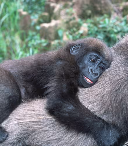 Jeune gorille des plaines occidentales (Gorilla gorilla gorilla) sur le dos de sa mère en Ouganda 