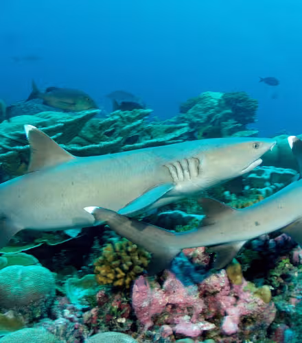 Requin de récif (Triaeonodon obesus), îles Phœnix (archipel des Kiribati)