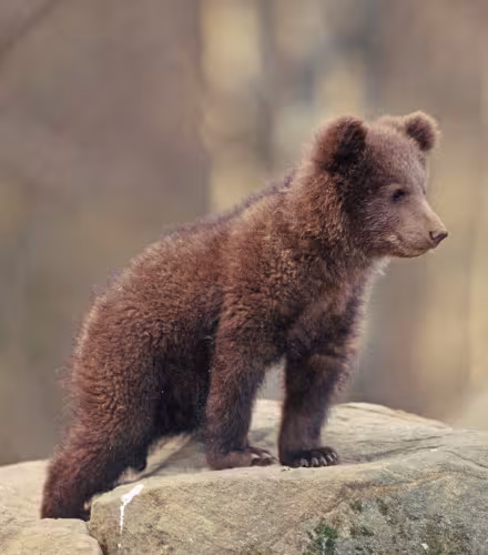 Jeune ourson (Ursus arctos) 
