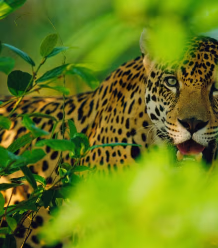 Jaguar en captivité au Brésil