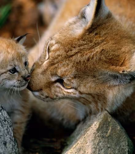 Jeune lynx boréal (Lynx Lynx) et sa mère en Norvège