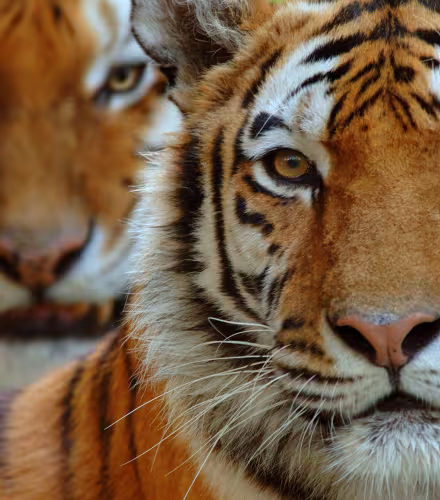 Portrait de deux tigres
