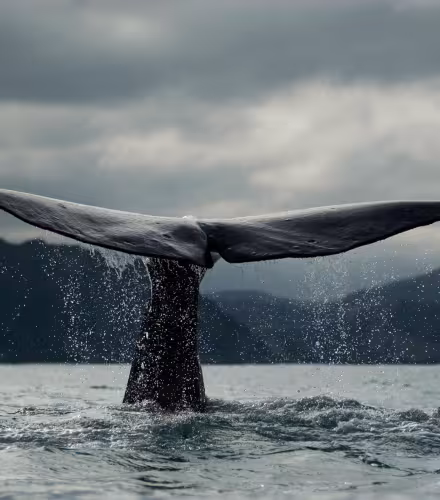 Baleine bleue (Balaenoptera musculus) en plongée au large de la Nouvelle-Zélande