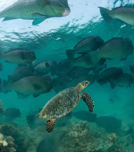 Tortue imbriquée (Eretmochelys imbricata) et poisson-perroquet à bosse (Bolbometopon muricatum), Sipadan (Malaisie)