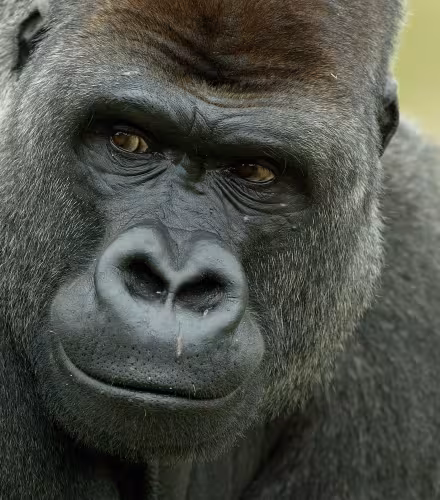 Portrait d'un gorille des plaines occidentales