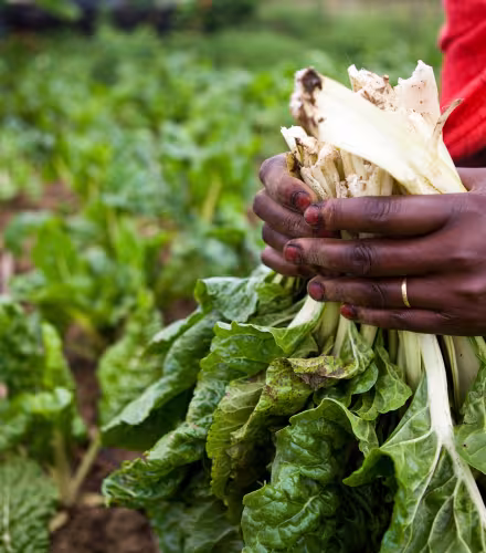 Femme récoltant ses légumes, qui ont poussé grâce à un système d'irrigation goutte à goutte, dans le cadre du programme du WWF Chemi Chemi Dry Land Women's Farming (Kenya)