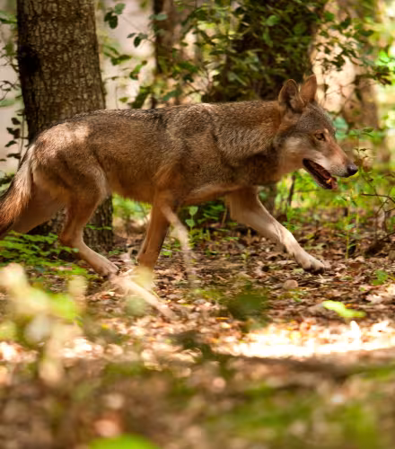 Loup se baladant dans une forêt en Italie