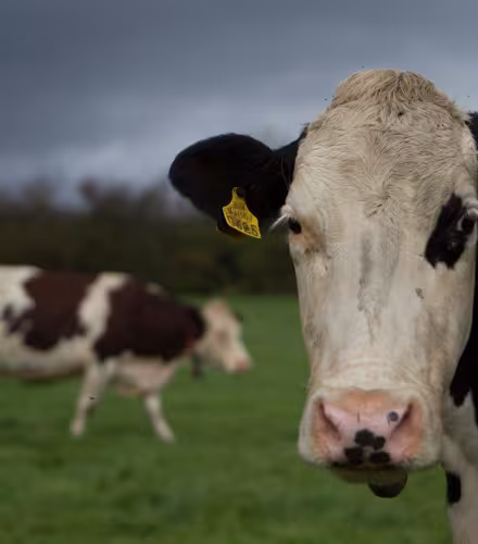 Vaches à lait dans un champs de Kilsheelan (Irelande)