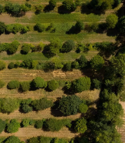 Agroforesterie agriculture arbre champs