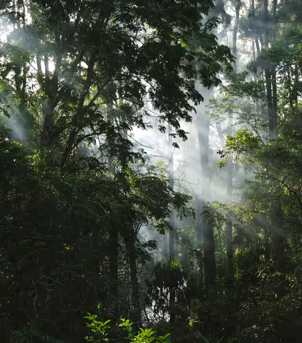 Forêt malgache, Parc amazonien de Guyane