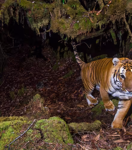 Tigre du Bhoutan photographié grâce à un piège photographique