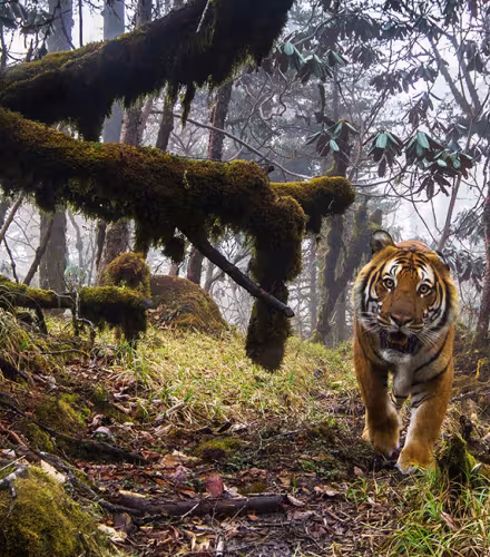Tigre du Bhoutan