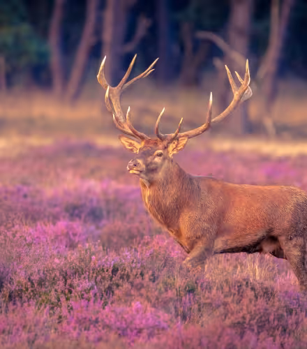 Cerf dans un champs de fleurs violettes 