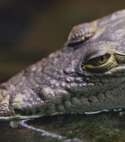 Crocodile de Morelet (Crocodylus moreletii)