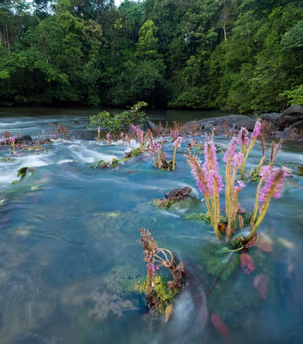 Agissant comme une véritable éponge, la forêt restitue progressivement l'humidité aux très nombreux cours d'eau de la région. Cette abondante ressource en eau douce est l'une des atouts marquants de la région des Guyanes.
