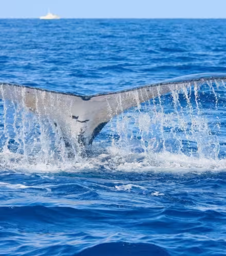 Une expédition scientifique en mer