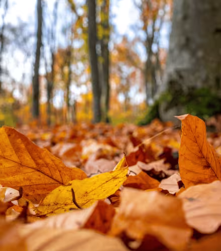 Feuilles d'automnes sur le sol