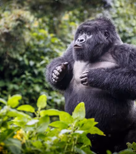 Gorille de montagne (Gorilla beringei beringei), jeune mâle.