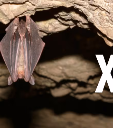 Grand murin (Myotis myotis)