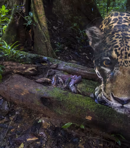 Durant la Mission Jaguar Guyane, l'animal fait face à la caméra trap dans son environnement naturel.