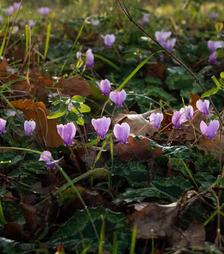 Le Cyclamen de Naples (Cyclamen neapolitanum ) - Brenne