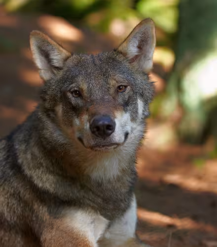 Un loup (Canis lupus) est assis par terre au milieu d'une forêt.