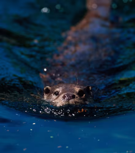 Loutre européenne (lutra lutra) nageant, la tête hors de l'eau.