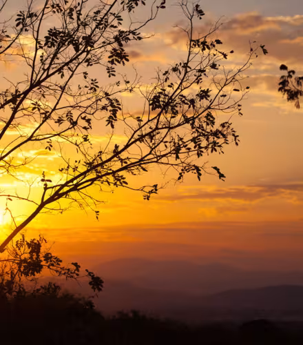 Coucher de soleil derrière un arbre dans la réserve de Selous