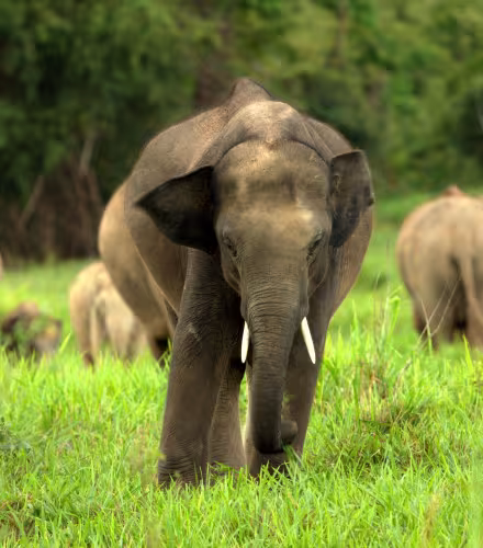 Elephants d'Asie en meute