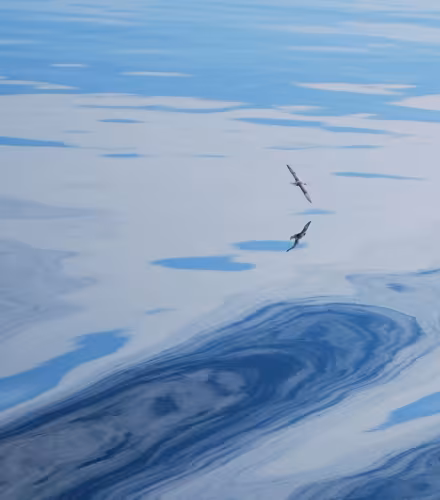 Deux oiseaux survolent les eaux calmes du Kingnait Fjord, Nunavut, Canada.