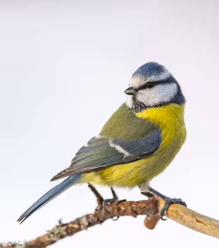 Mésange bleue perchée sur une branche.