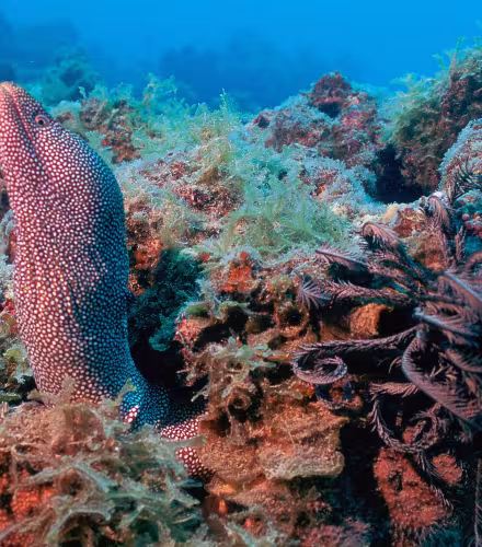 Murène ponctuée (Gymnothorax meleagris) dans des coraux, Barrière de corail (Nouvelle-Calédonie)