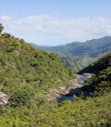Vue d'une forêt en Nouvelle-Calédonie