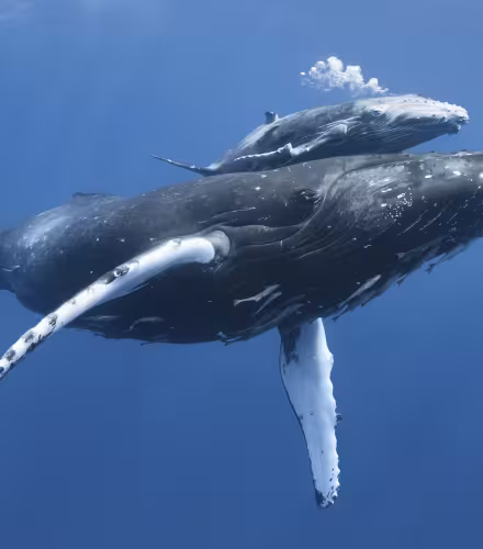 Baleine à bosse avec sont petit 