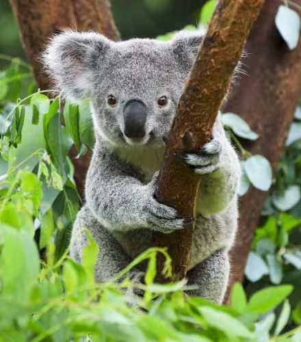 Un koala (Phascolarctos cinereus) dans un arbre