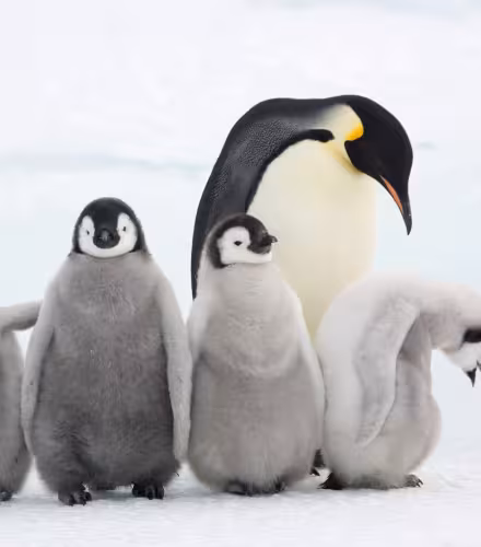 Un manchots empereur et ses petits (Aptenodytes forsteri), colonie Snow Hill Island, Antarctique