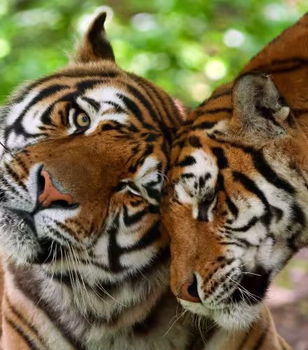 Deux Tigres (Panthera tigris), mâle et femelle 