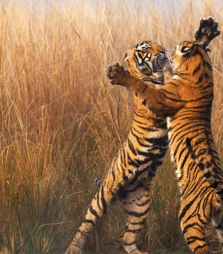 Deux jeunes tigres jouant, Parc national de Ranthambore (Inde)