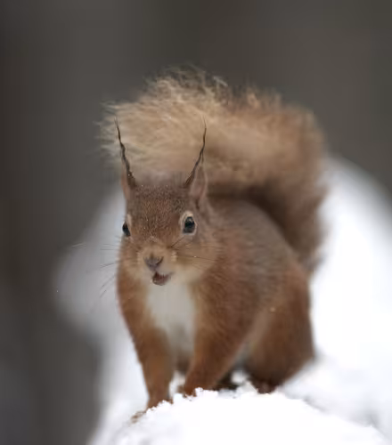 Écureuil dans la neige (Sciurus vulgaris)