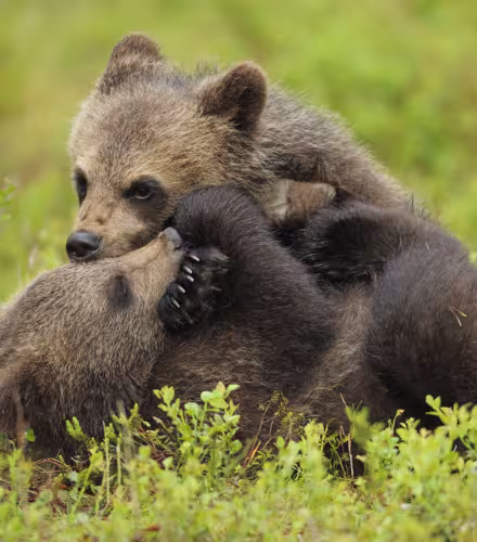 Deux oursons d’ours brun d’Eurasie (Ursus arctos) jouent à se battre