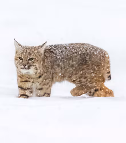 Jeune lynx dans la neige