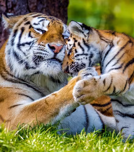 Tigre de l’Amour / tigre de Sibérie (Panthera tigris altaica), femelle et petit âgé de trois mois