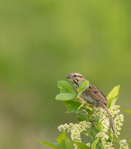 Un bruant chanteur (Melospiza melodia) au printemps, à Toronto, au Canada