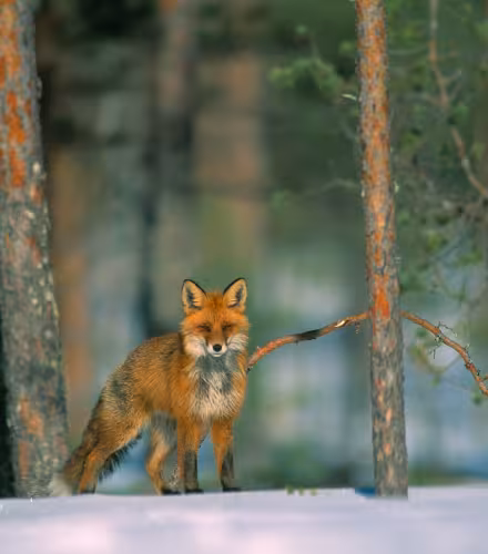 Renard dans la neige (Vulpes Vulpes)