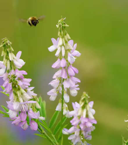 Une abeille et du galéga officinal au parc naturel de Watermead à Leicester, au Royaume-Uni