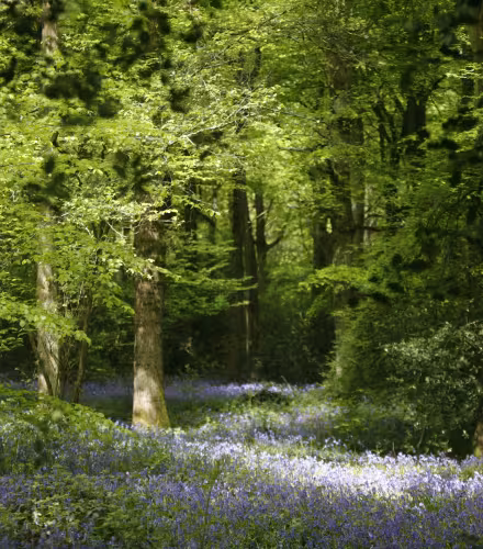 Une forêt de jacinthes des bois au Royaume-Uni