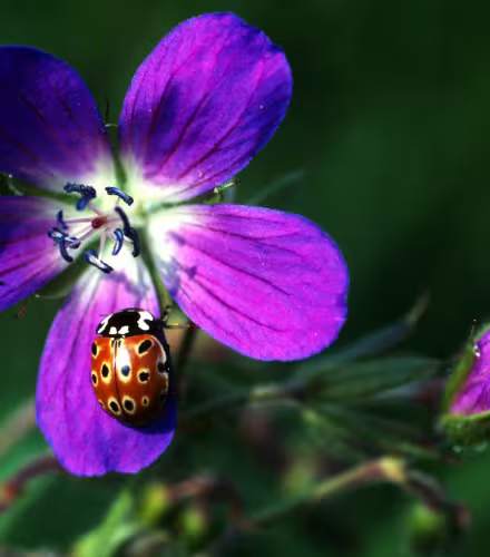 Coccinelle qui se repose sur une fleur