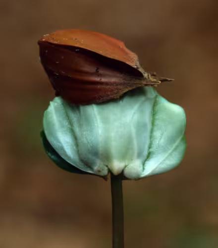 Germination