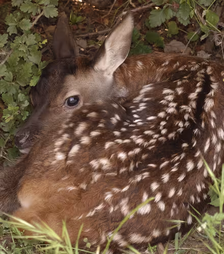 Biche cachée